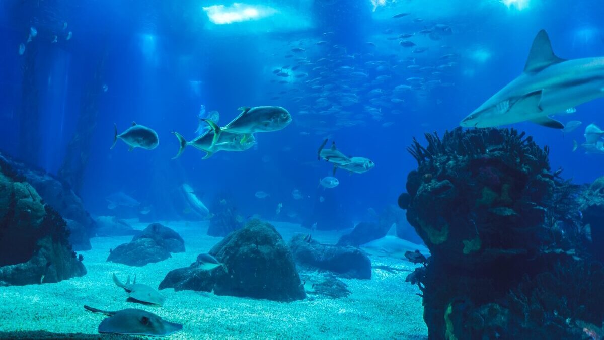 aquarium lisbon