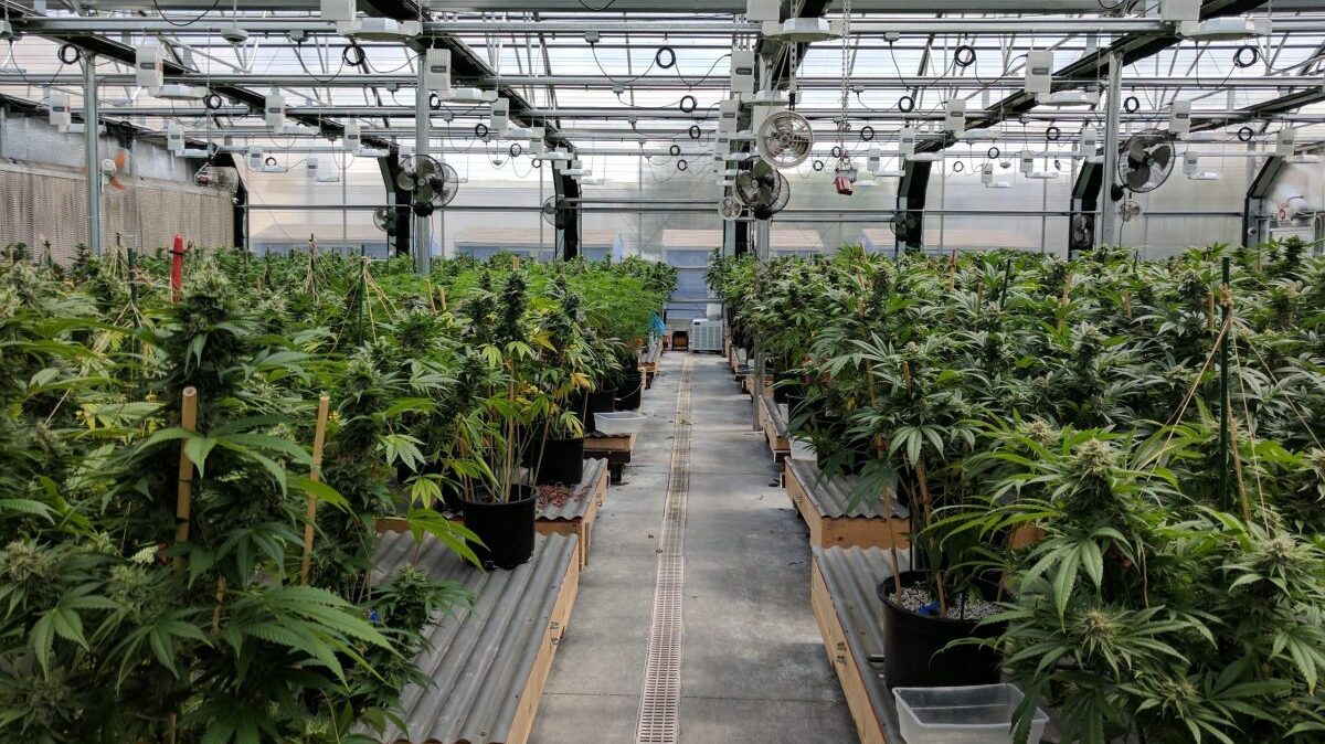 Licence pour la culture de cannabis au Portugal