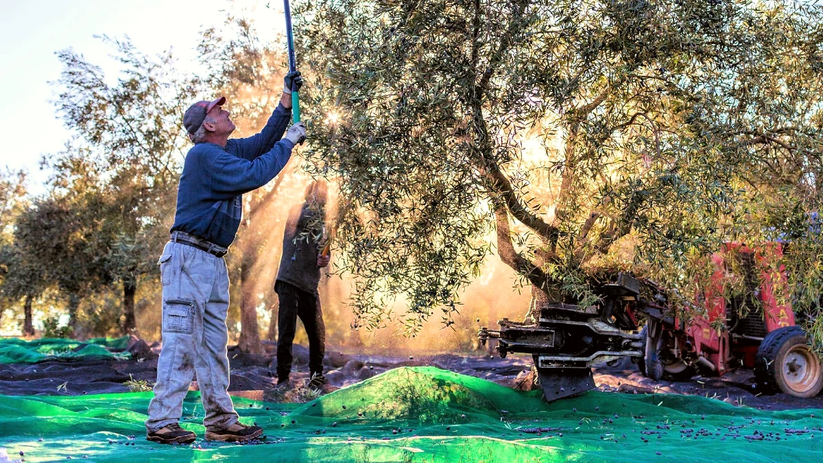 recolte olives