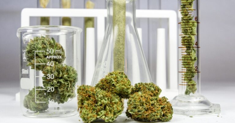 Le Portugal, moteur de l'industrie du cannabis médical en Europe