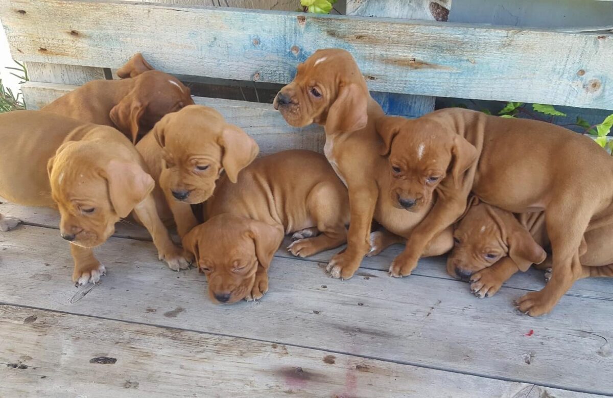 bebe chiens portugais