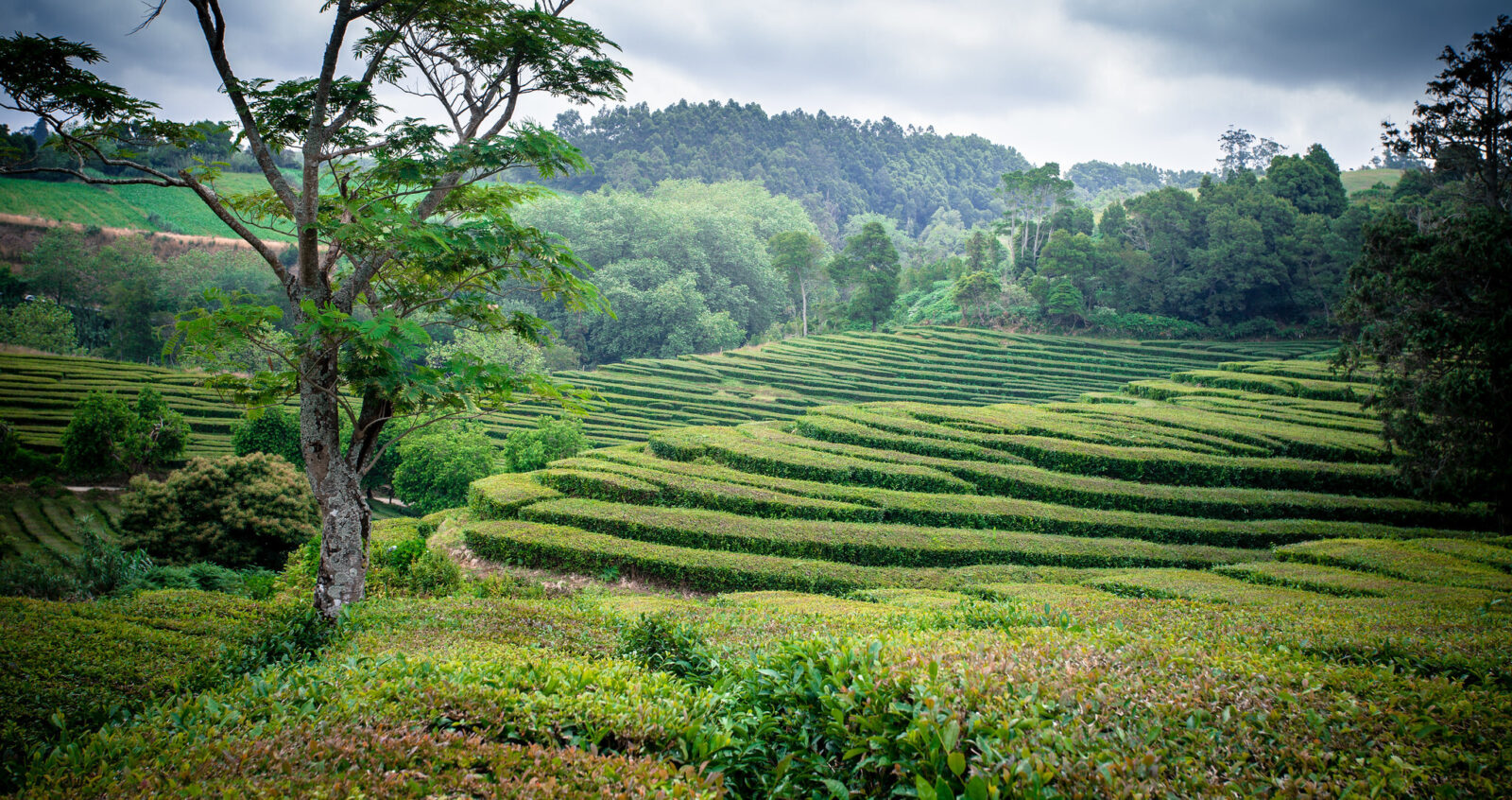 A la découverte du thé des Açores