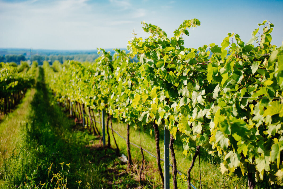 algarve vignoble