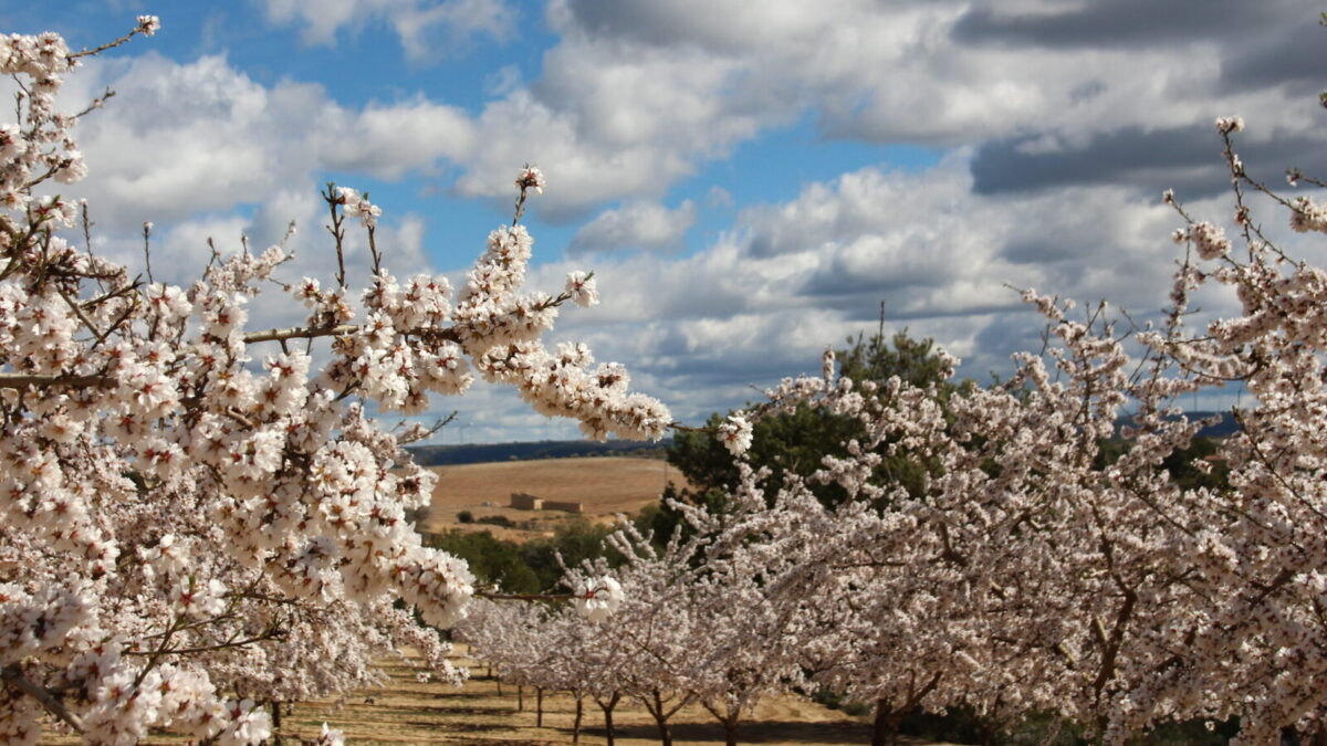 fleurs d'amandiers portugal