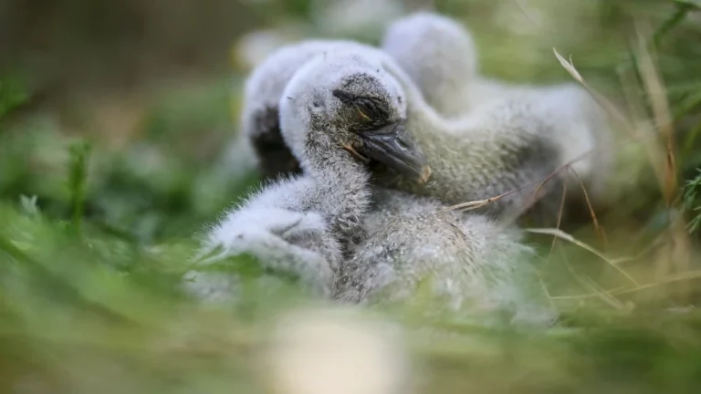 bebes cigognes nord du portugal