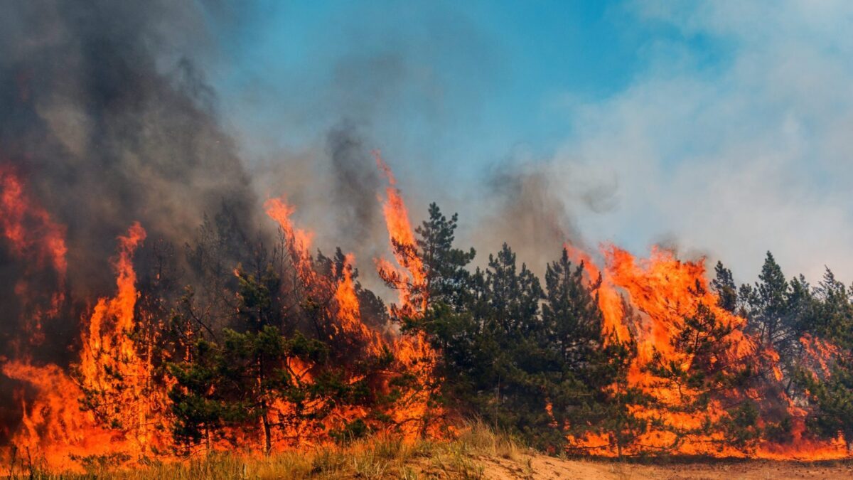 Un incendie fait rage à Beja