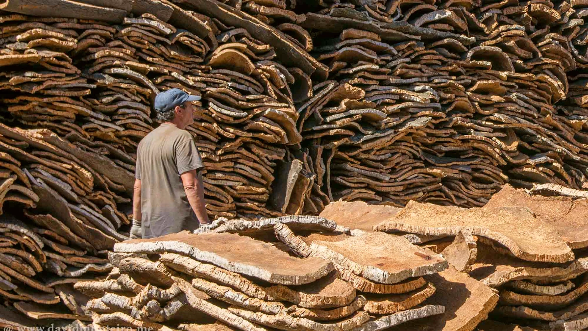 liege a silves en algarve