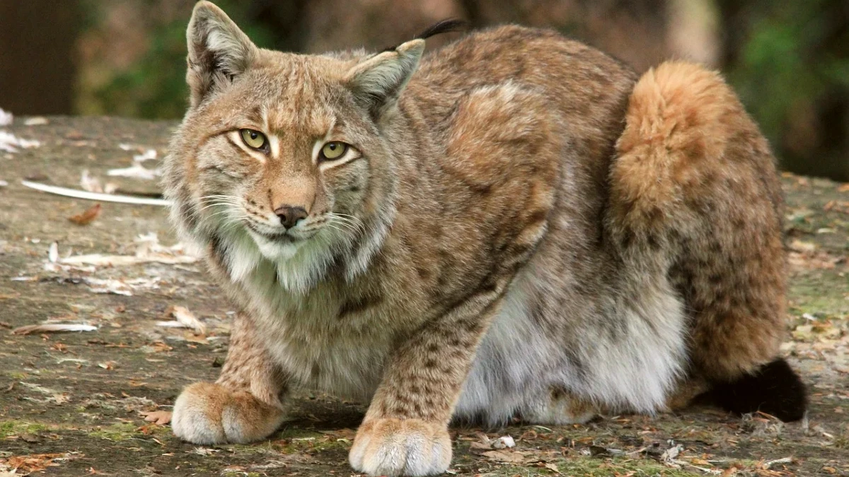 lynx iberique portugal