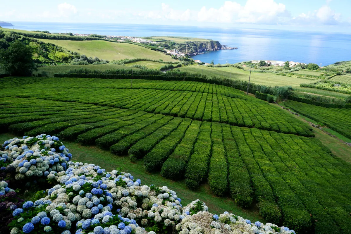 thé aux açores