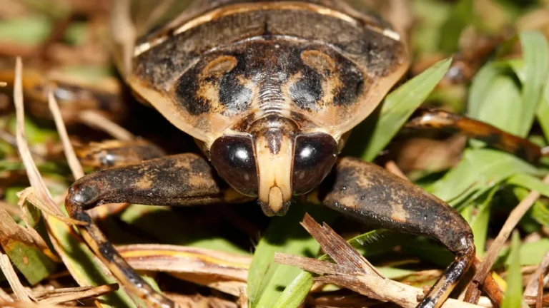 Lethocerus patruelis