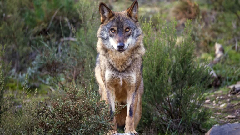 loup portugais