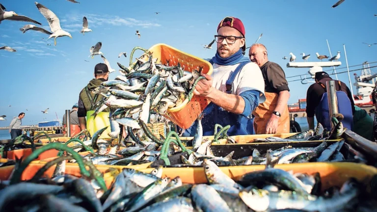 peche a la sardine portugal