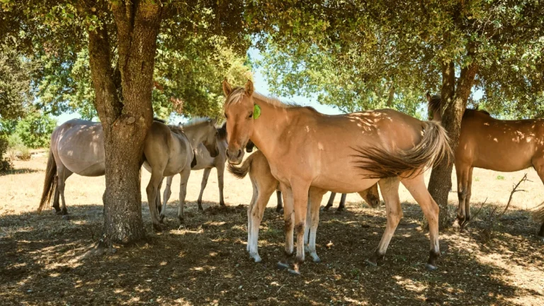 chevaux contre le feu