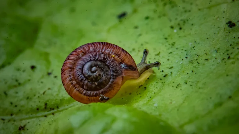 escargot madeira
