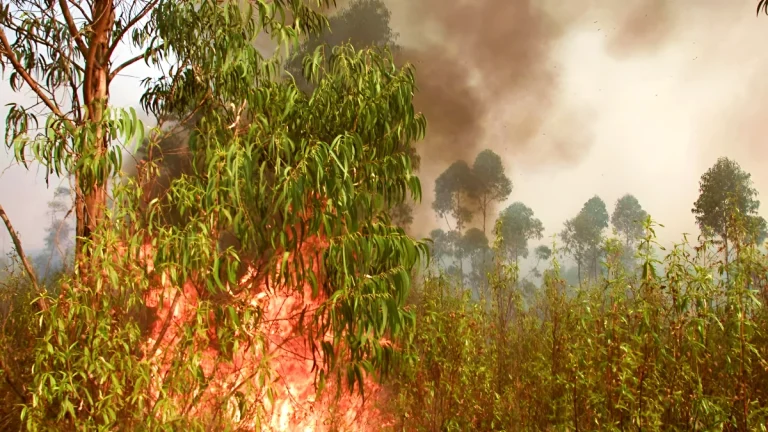 eucalyptus probleme portugal