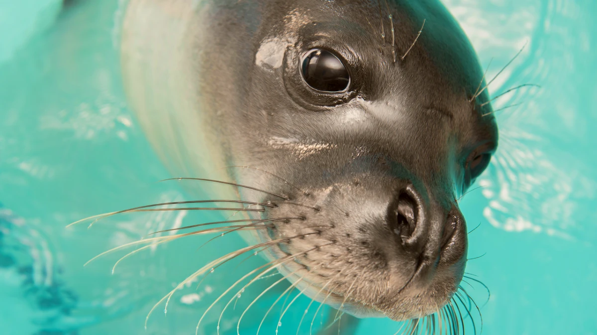 especes menacées au portugal