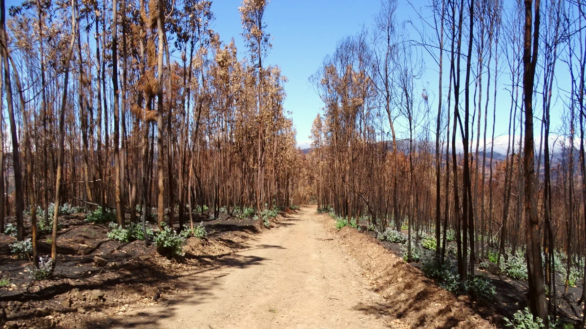 plantation eucalyptus