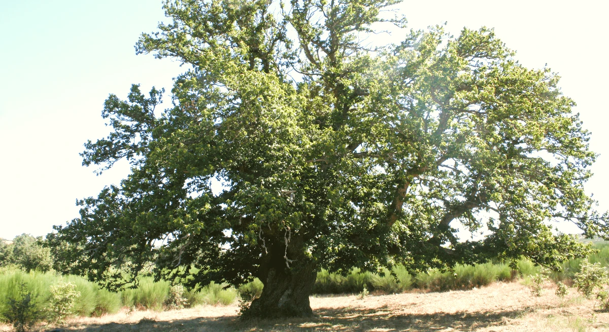 Guilhafonso chataigner