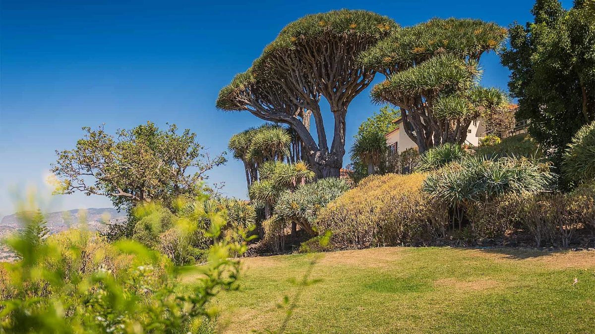 Núcleo dos Dragoeiros