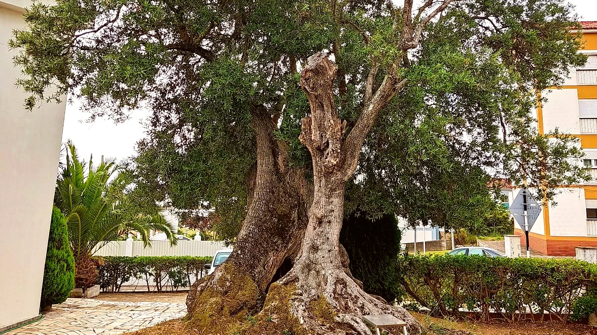 Santa Iria de Azóia