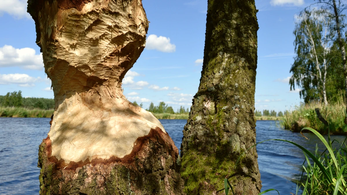 castor portugal rewilding