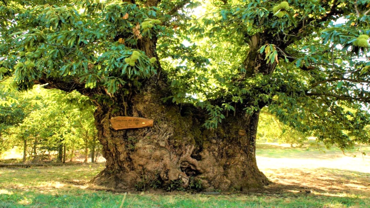 chataigner Vales, Tresminas