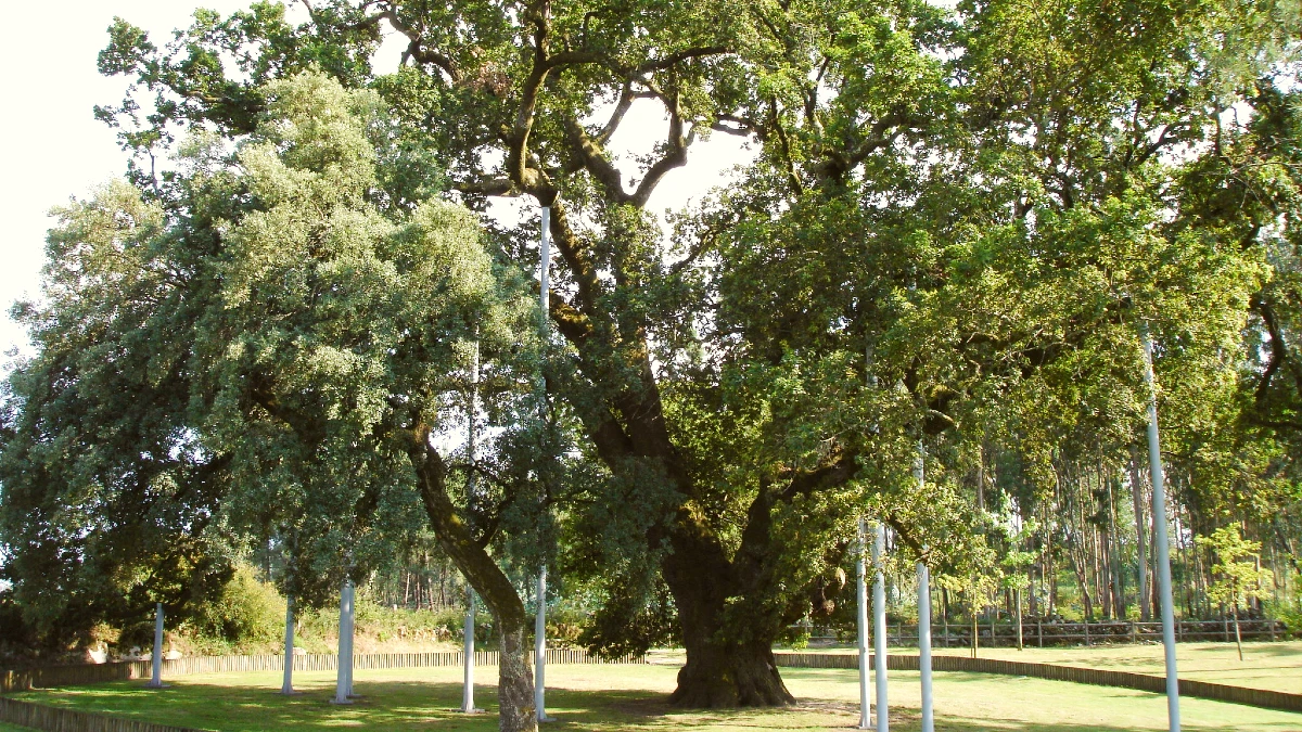 chêne de de Calvos, Póvoa de Lanhoso