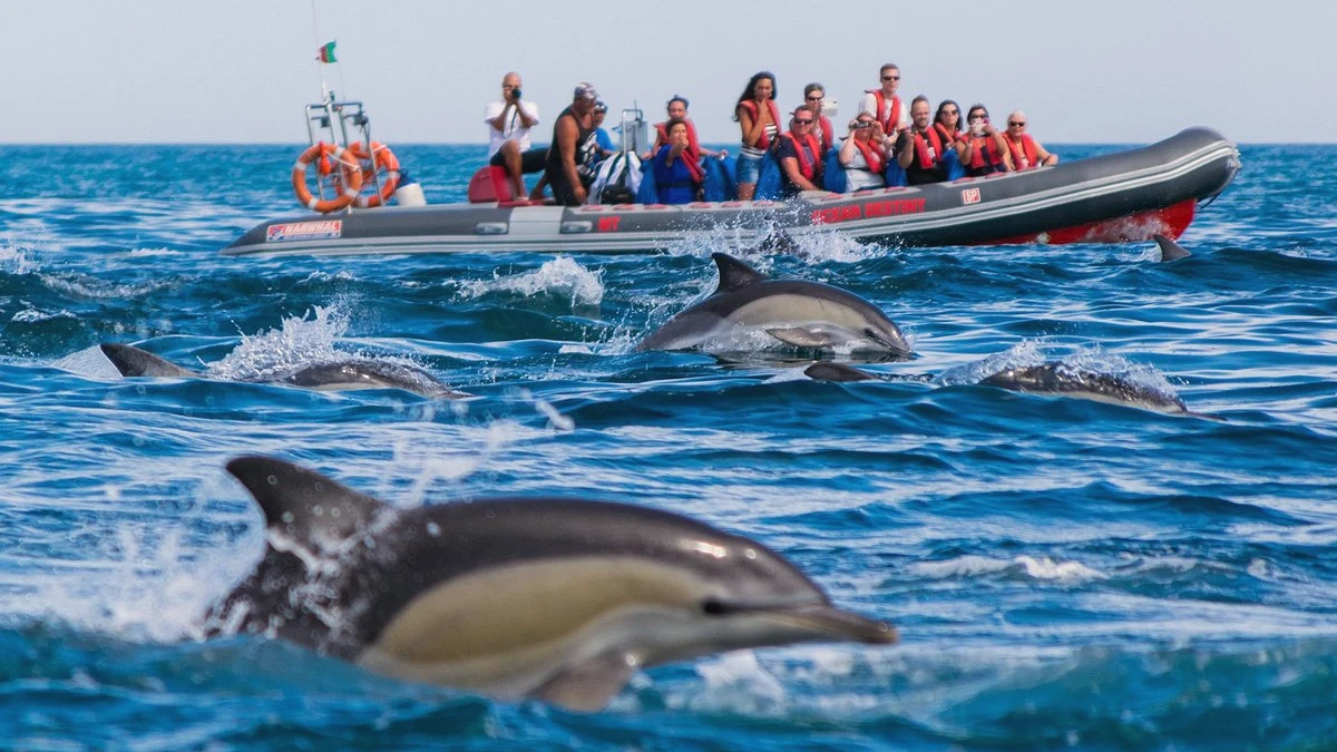 dauphins algarve