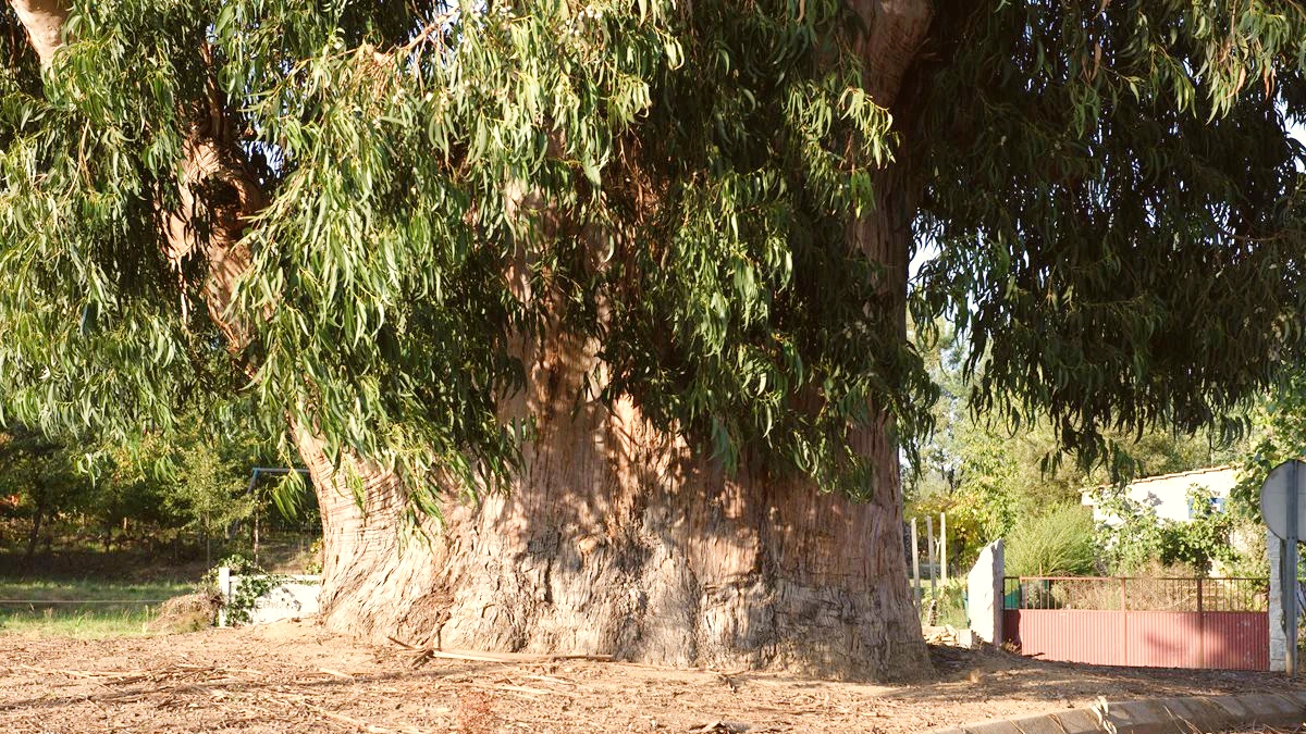 eucalyptus de Contige