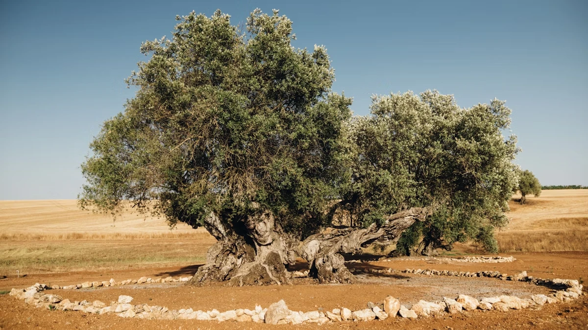 olivier Herdade do Peso