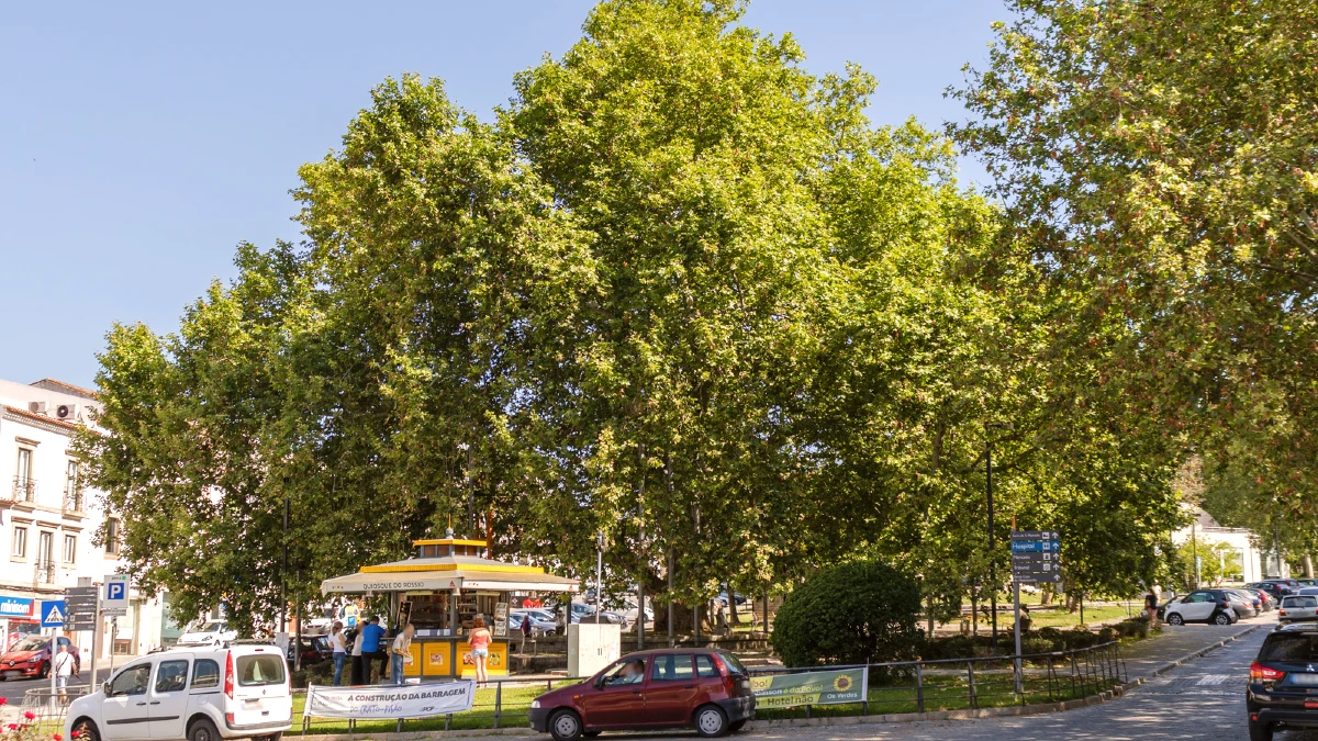platane du Rossio, Portalegre