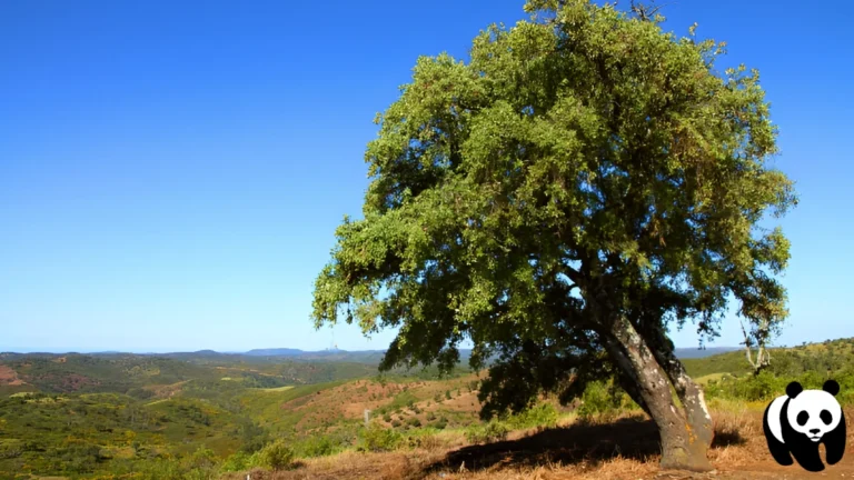 Serra-do-Caldeirao-Algarve