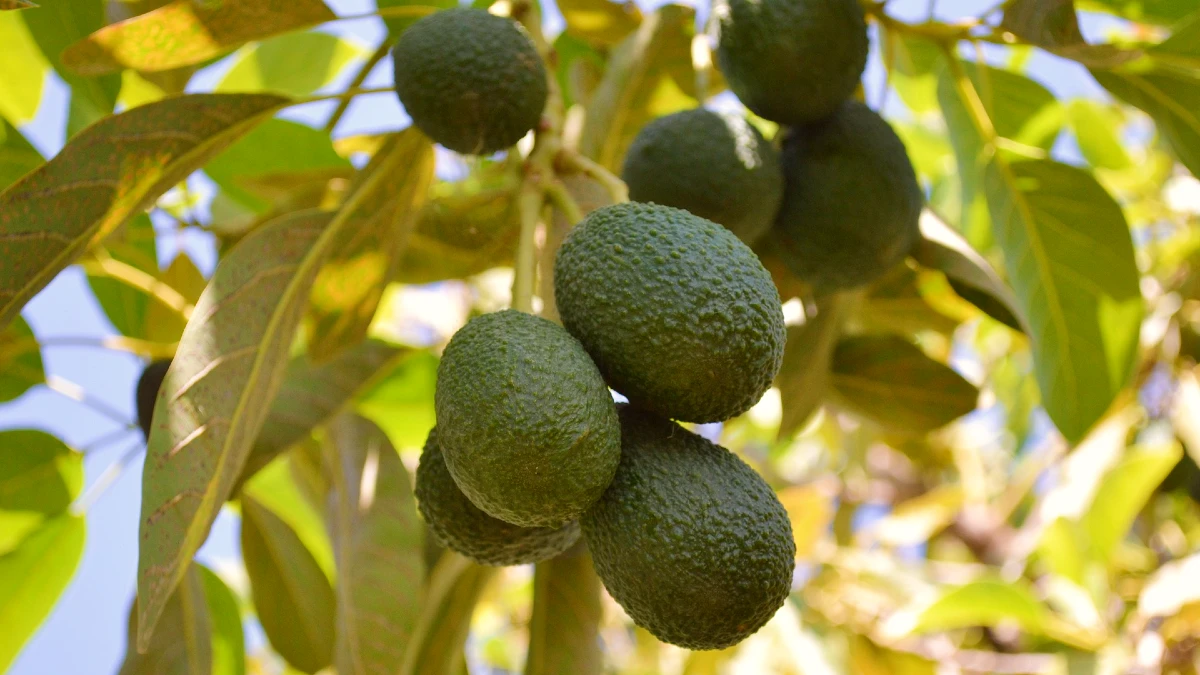 culture avocat algarve