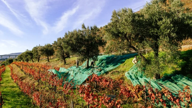 oilevraie portugal douro