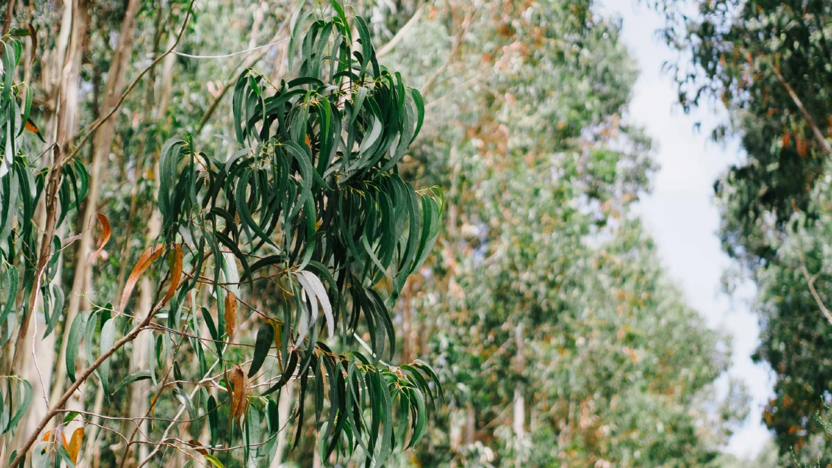 eucalyptus papier