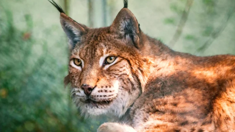 lynx portugais