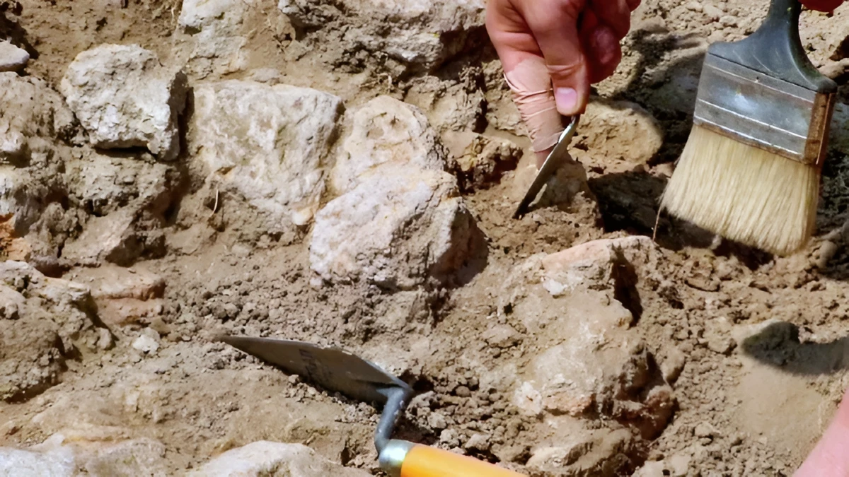 torres vedras nid dino