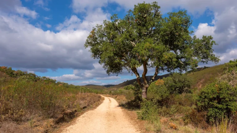 Via Algarviana