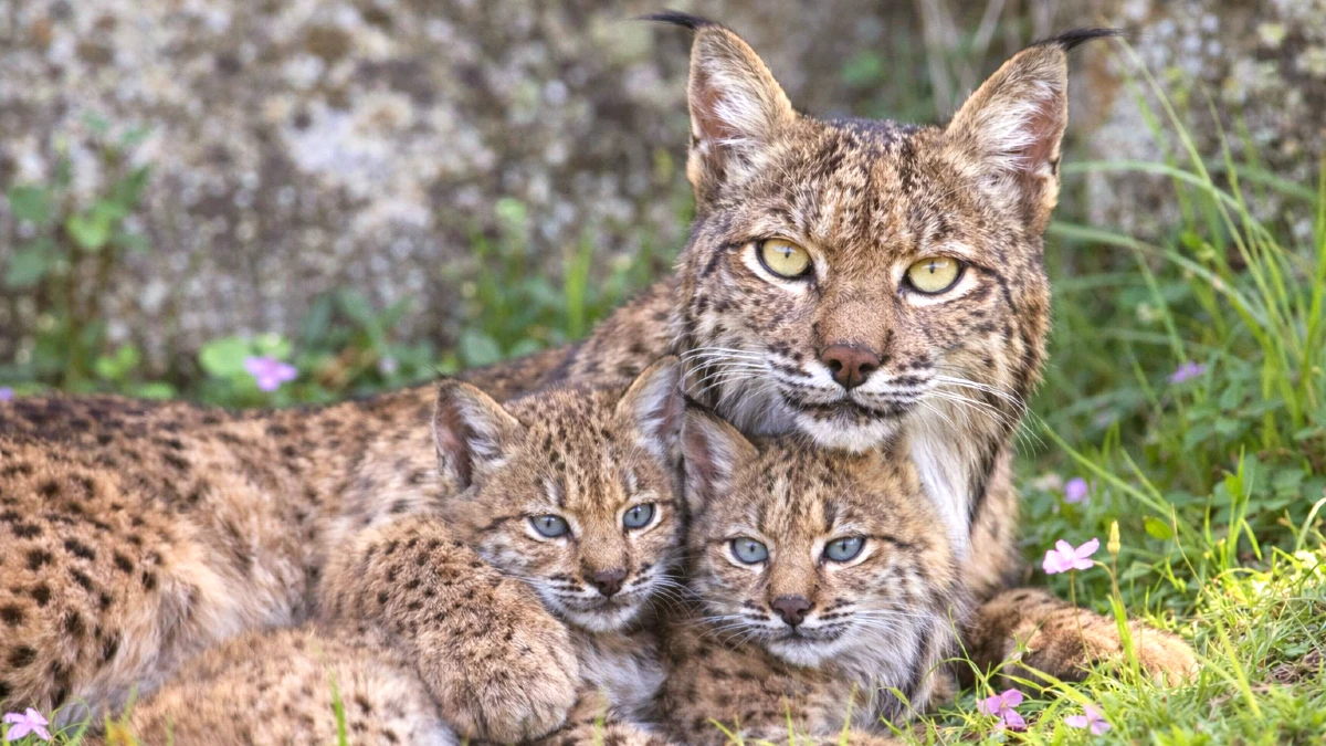 lynx iberique natura 2000