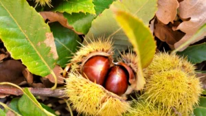 chataigniers portugal