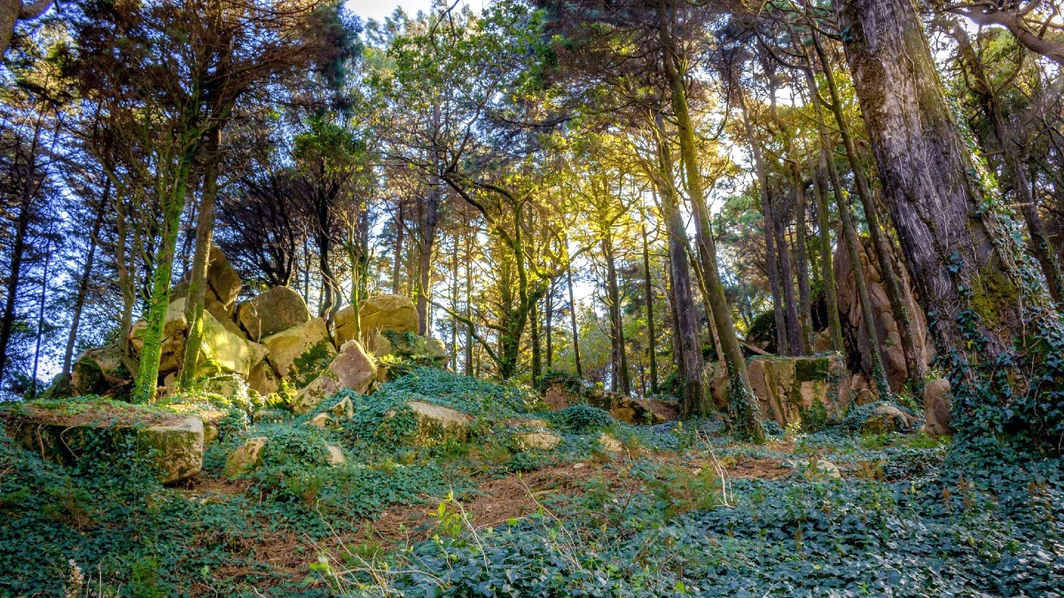 floresta em Portugal