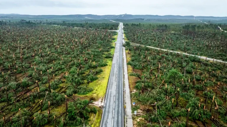 foret portugal UE 250M