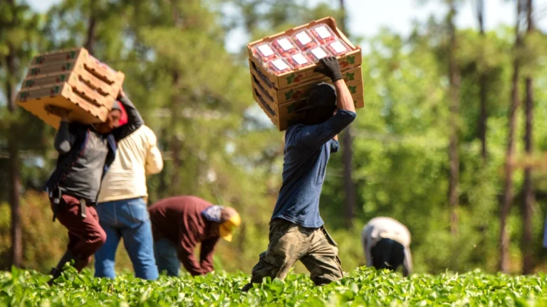 migrants portugais confiance