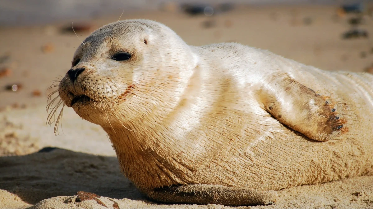 phoque moine de Méditerranée