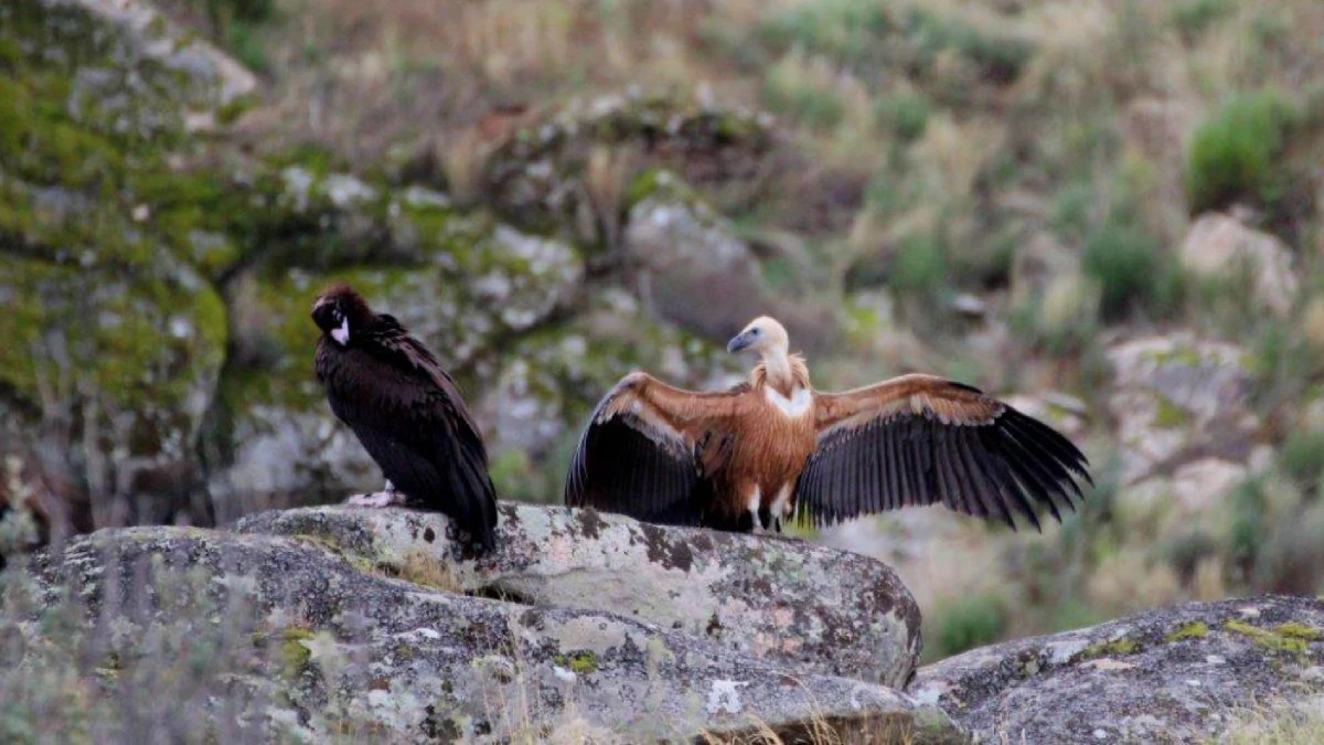 rapaces douro internatrional