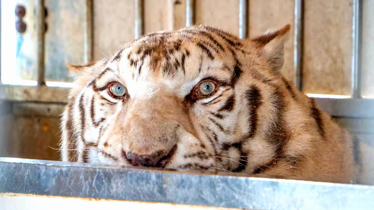 Sona, le dernier tigre de cirque du Portugal, entame sa retraite en Espagne