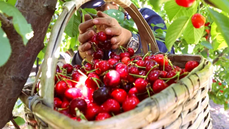 cerises du fundao
