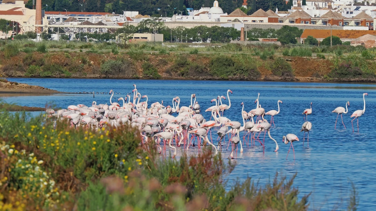 flamand saline stavira