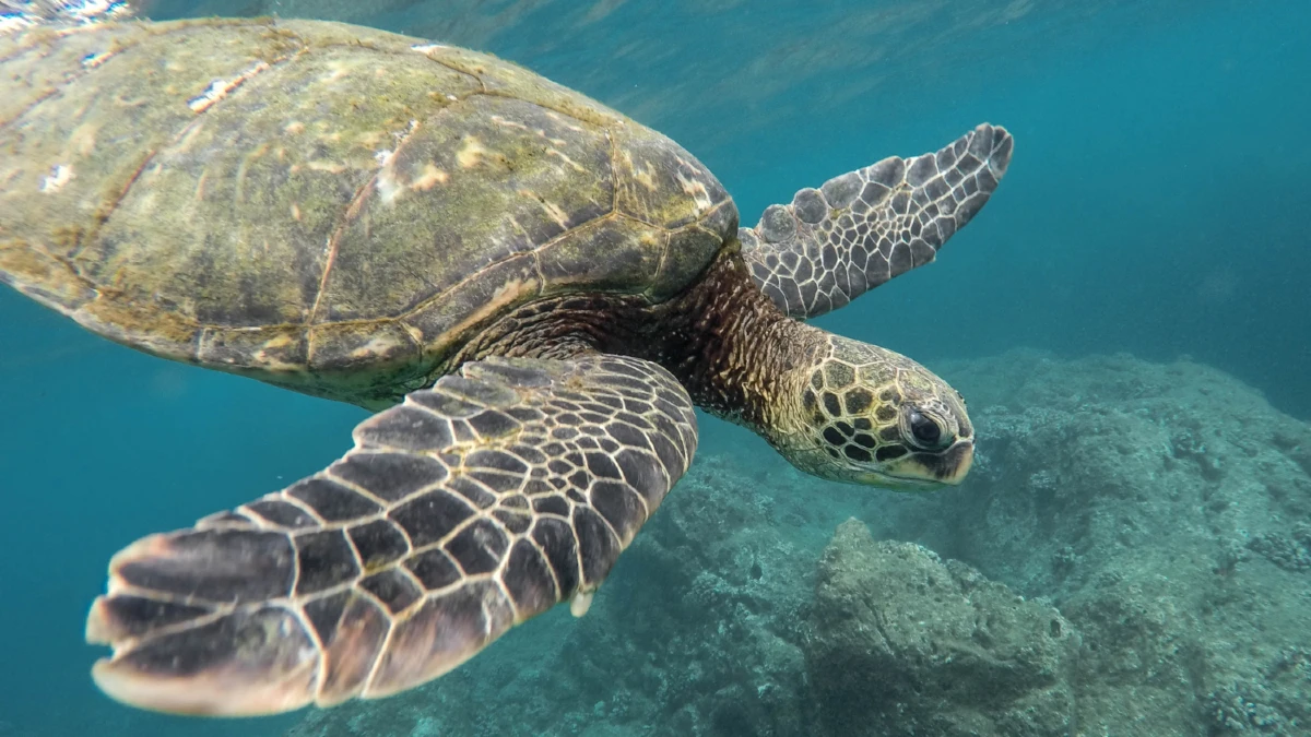 journée mondiale tortue