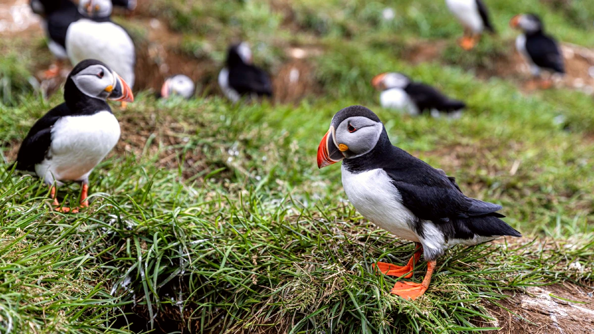 microplastique oiseaux